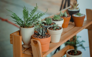 Indoor Plants For Seniors