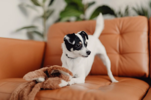 Pets for Seniors: Choosing the Ideal Pet for Elderly