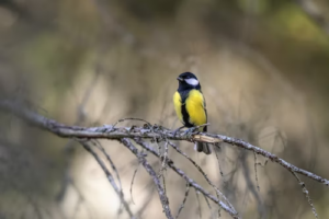 Bird Watching Boosts Seniors' Mood in Broward County