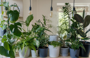 Indoor Herb Gardening Benefits for Broward Seniors